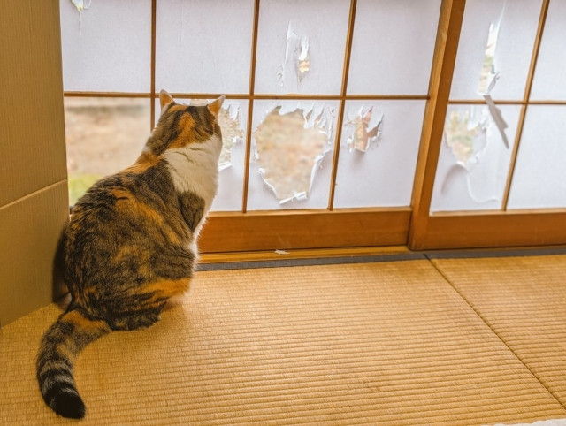 写真: