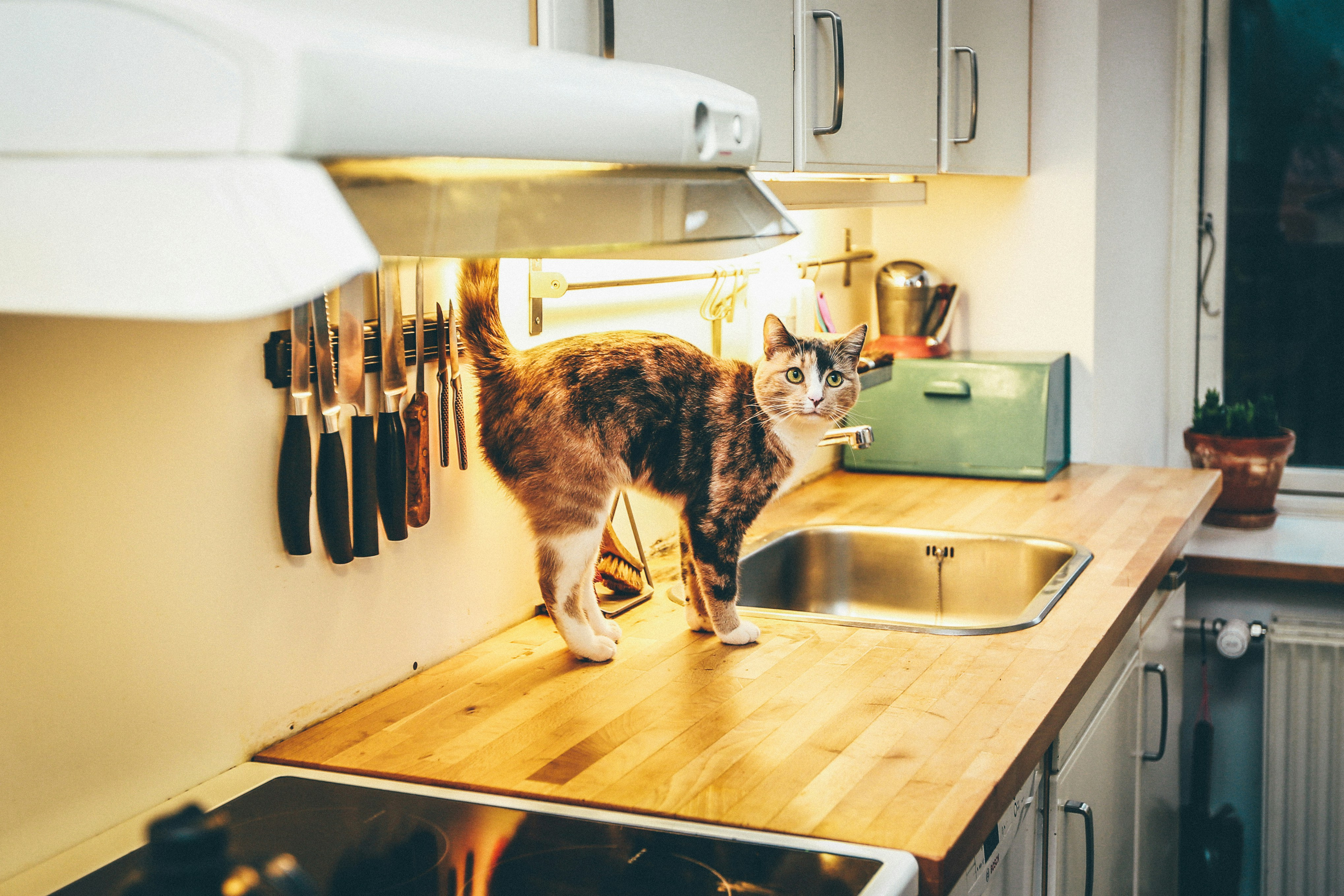 写真: